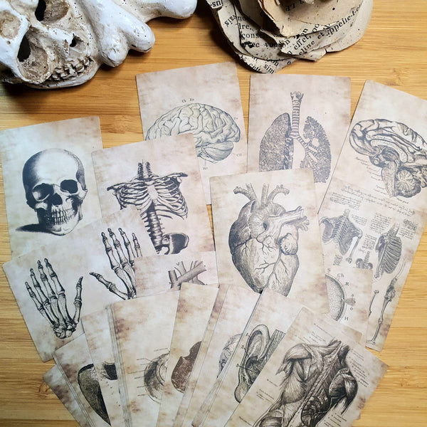 Stickers  Anatomique gothique